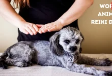 World Animal Reiki Day 2026