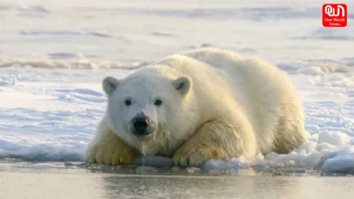 International Polar Bear Day 2026