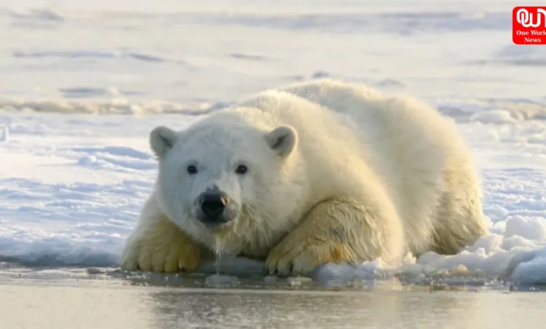 International Polar Bear Day 2026