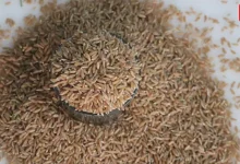 Khapli Atta Health Benefits