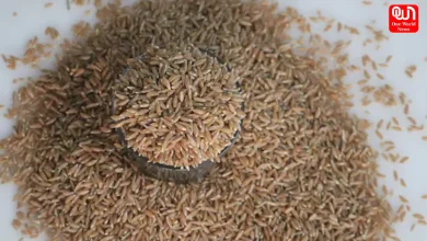 Khapli Atta Health Benefits