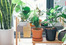 Lucky Plants For Your Entrance