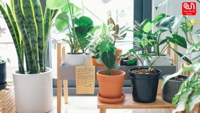 Lucky Plants For Your Entrance