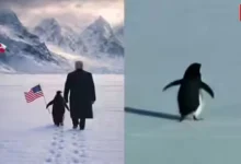 Penguins in Greenland