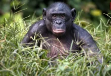 World Bonobo Day 2026