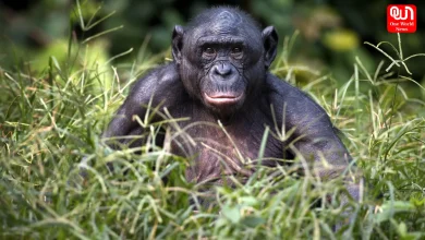 World Bonobo Day 2026