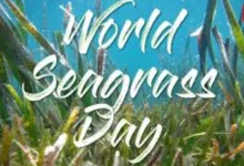 World Seagrass Day 2026