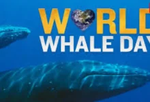 World Whale Day 2026:
