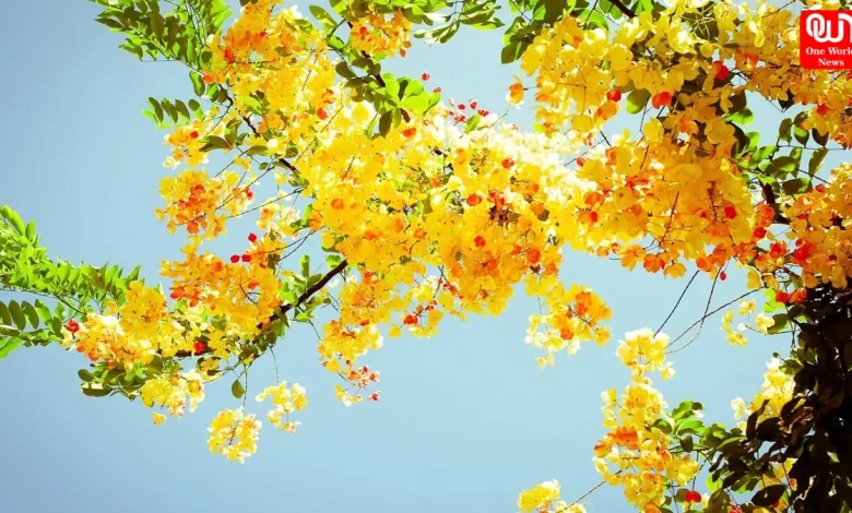 Yellow Flowers, Basant Panchami