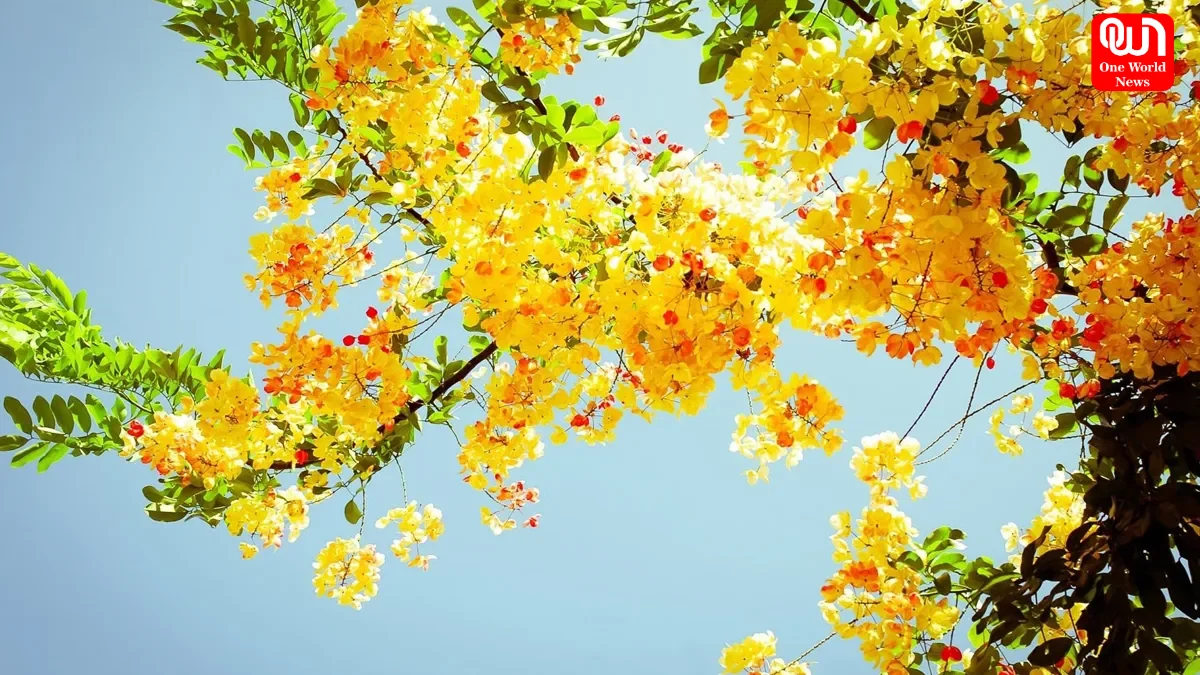 Yellow Flowers, Basant Panchami