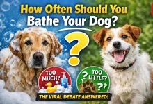 Bathe Your Dog