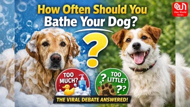 Bathe Your Dog