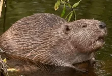 International Beaver Day 2026