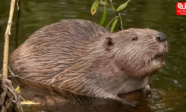 International Beaver Day 2026