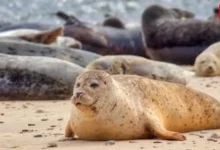 International Seal Day