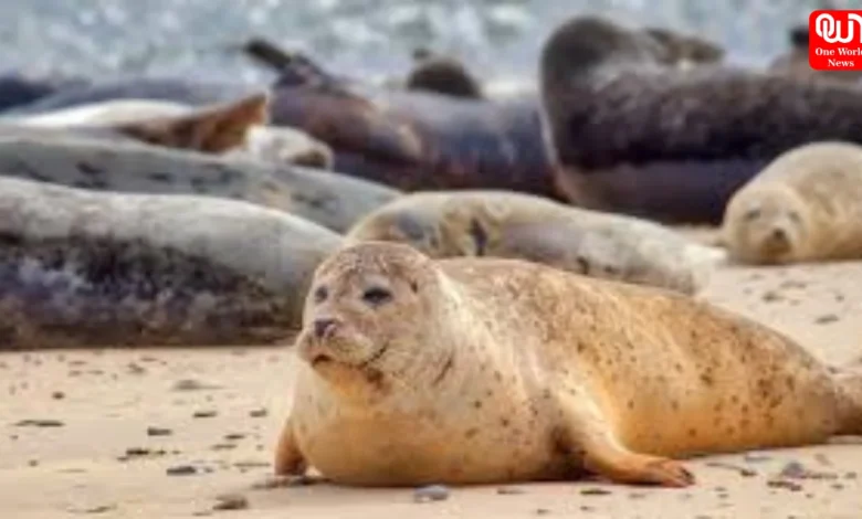 International Seal Day