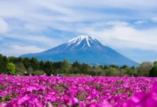 World Fuji Shibazakura Festival 2026