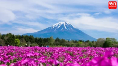 World Fuji Shibazakura Festival 2026