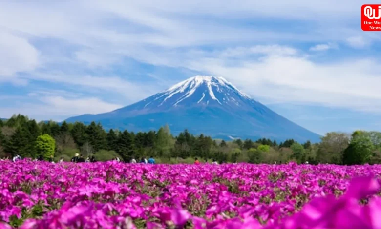 World Fuji Shibazakura Festival 2026