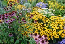 new flowering plants varieties, best flowers for home garden, seasonal flowering plants ideas, easy to grow flowering plants, gardening trends flowers