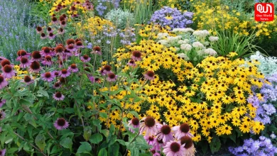 new flowering plants varieties, best flowers for home garden, seasonal flowering plants ideas, easy to grow flowering plants, gardening trends flowers