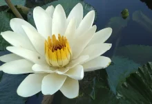White Lotus Day 2026