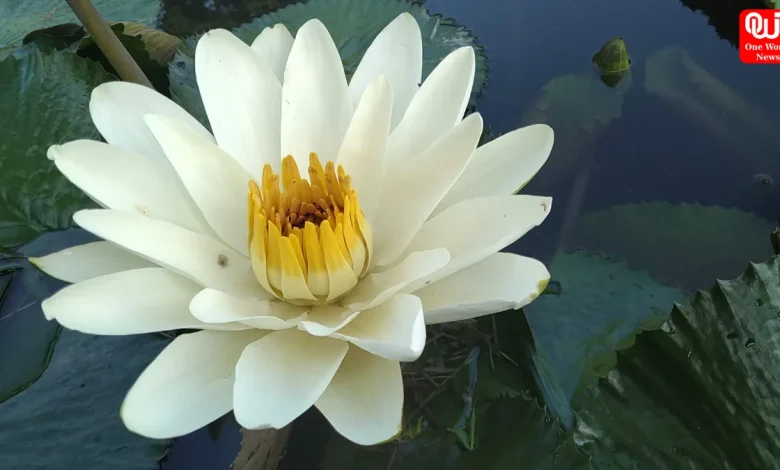 White Lotus Day 2026