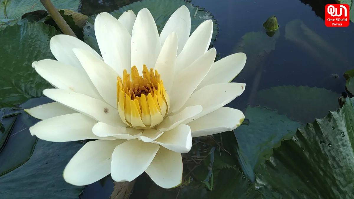 White Lotus Day 2026