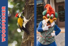 Woody Woodpecker Day 2026