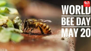 World Bee Day 2026