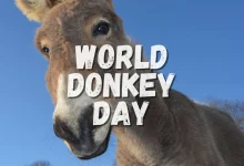 World Donkey Day 2026
