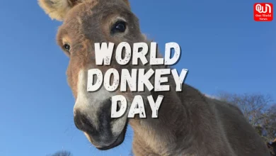 World Donkey Day 2026