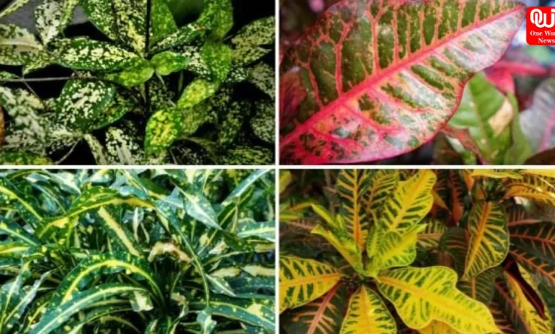 Colour Change Plants