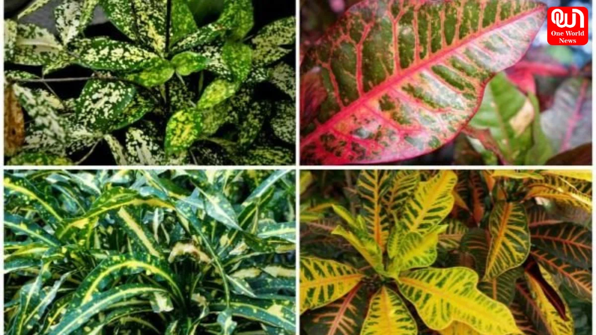 Colour Change Plants