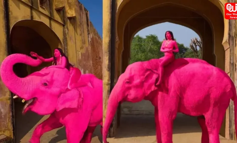 Jaipur Pink Elephant Dies