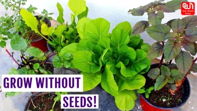 Plants Don't Need Seeds To Grow