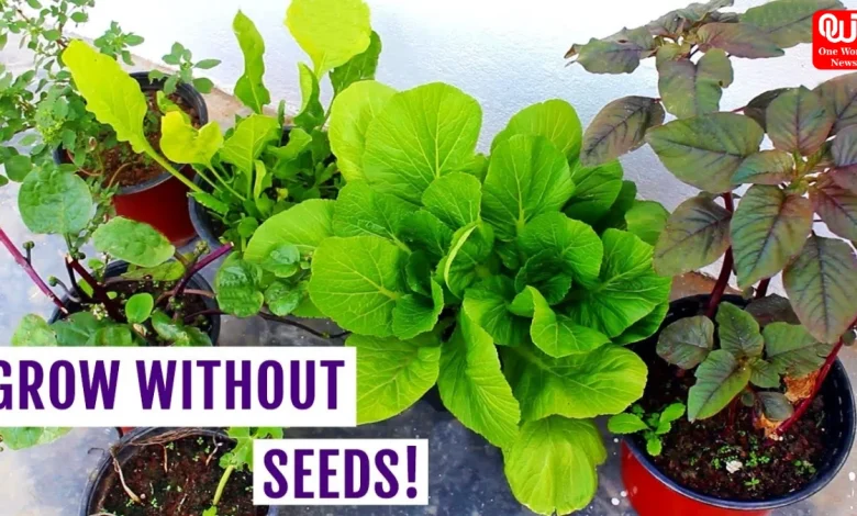 Plants Don't Need Seeds To Grow