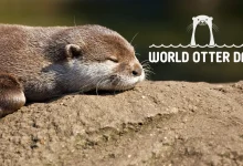 World Otter Day 2026
