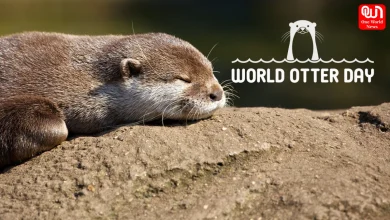 World Otter Day 2026