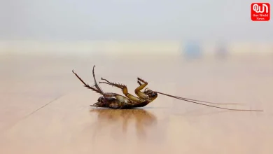 World Pest Day 2026