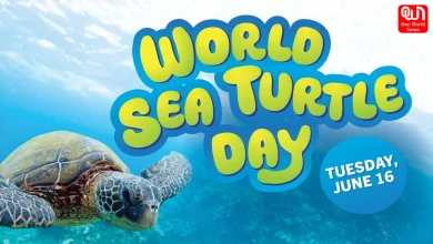 World Sea Turtle Day 2026