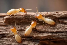 Protect Wooden Furniture From Termites