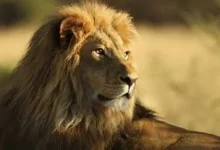World Lion Day 2026: Celebrating the King of the Jungle and Raising Awareness