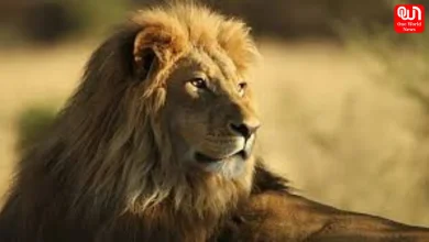 World Lion Day 2026: Celebrating the King of the Jungle and Raising Awareness