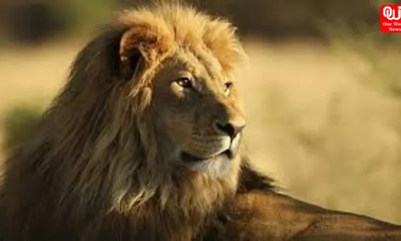 World Lion Day 2026: Celebrating the King of the Jungle and Raising Awareness