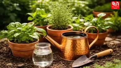 Benefits Risks of Copper Water For Plants