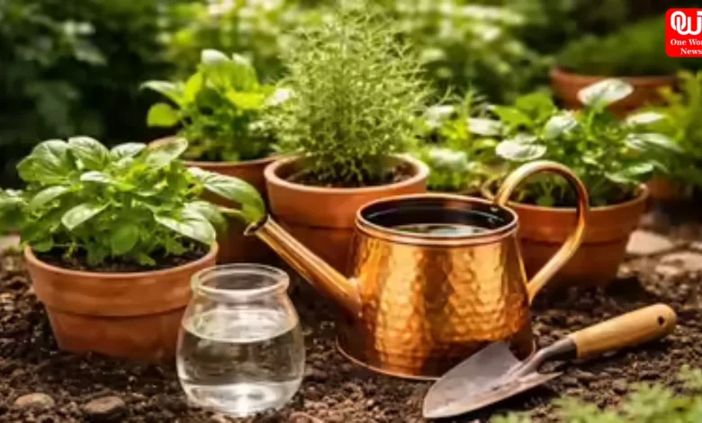 Benefits Risks of Copper Water For Plants