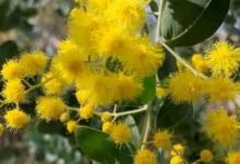 Wattle Day 2026