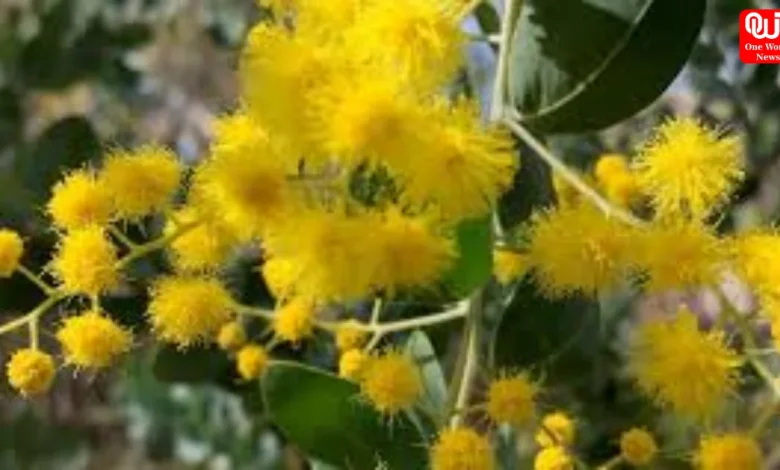Wattle Day 2026