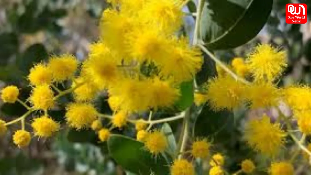 Wattle Day 2026